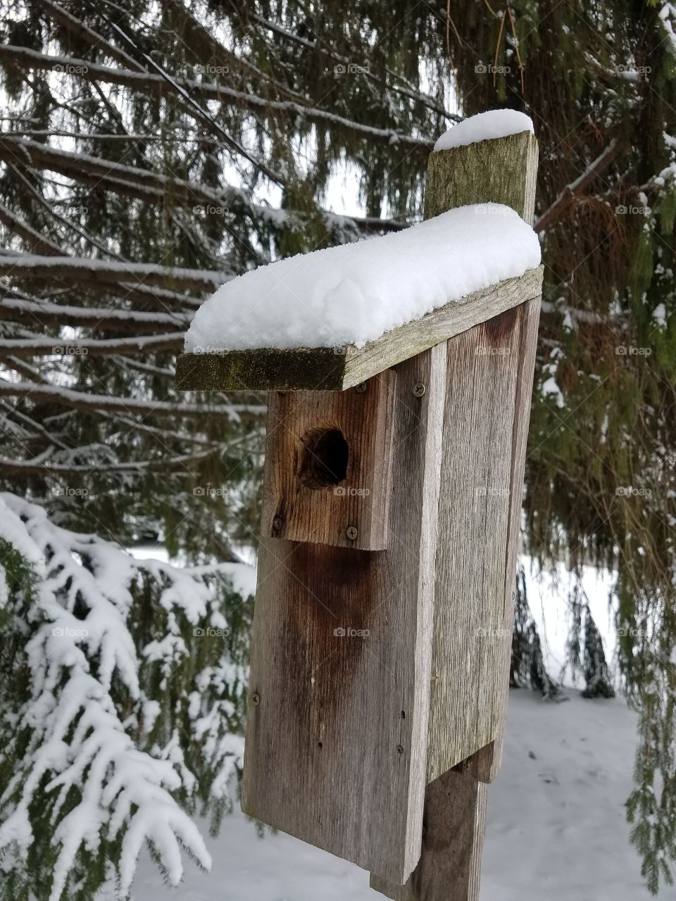 Frozen bird house