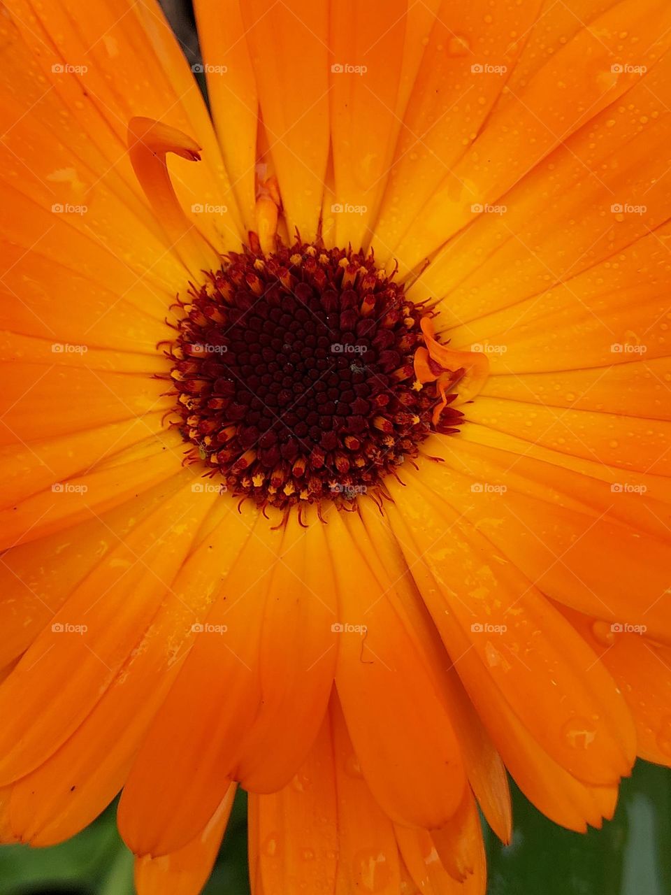 orange flower