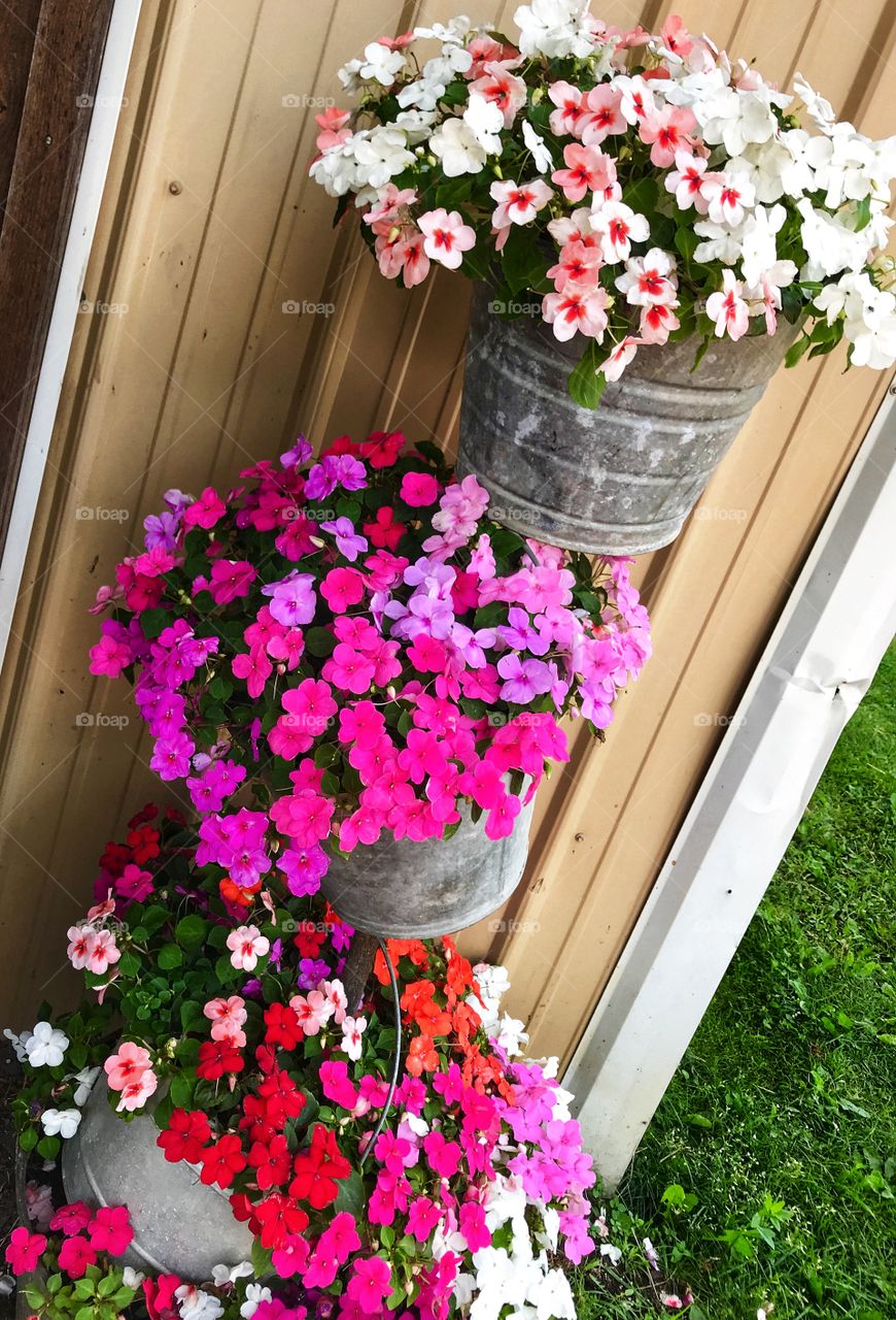 Many different colored flowers in metal buckets—taken in New Era, Michigan 