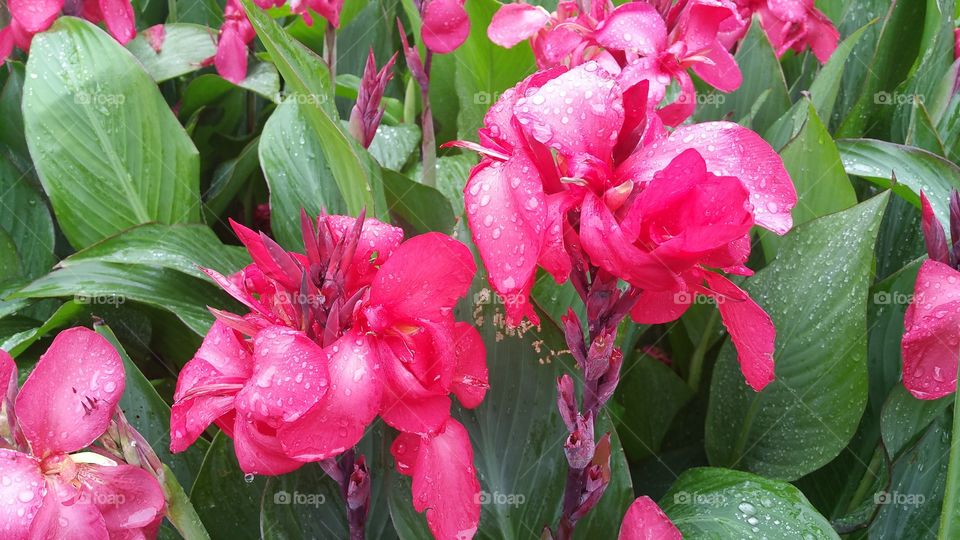 Pink flowers in the rain