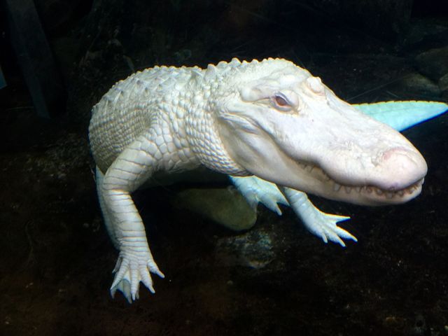 Albino Alligator 