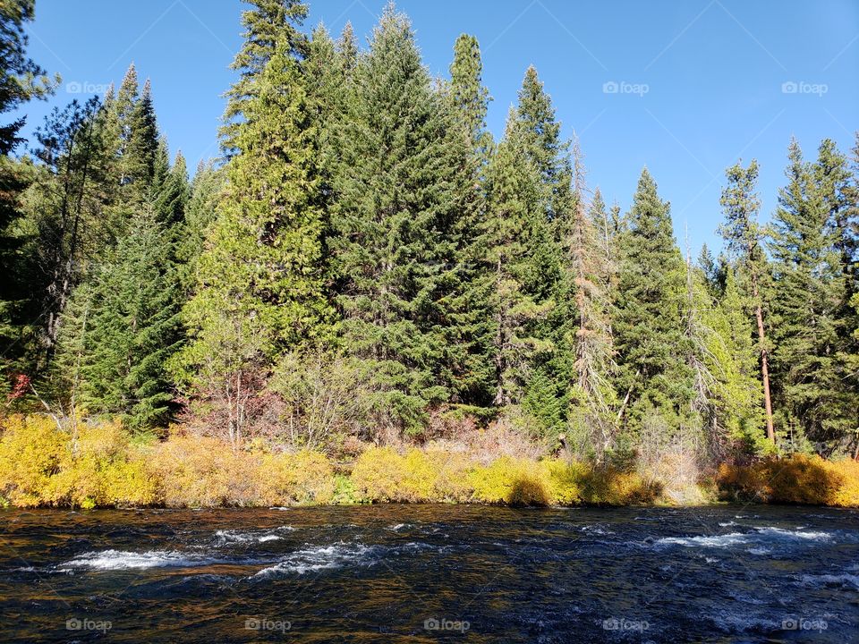 Stunning fall colors on the riverbanks of the turquoise waters of the Metolius River at Wizard Falls in Central Oregon on a sunny autumn morning. 