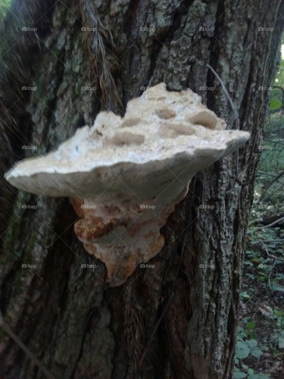 shelf fungus in our woods