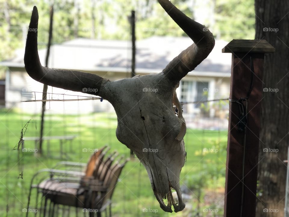 Deer head on a fence 