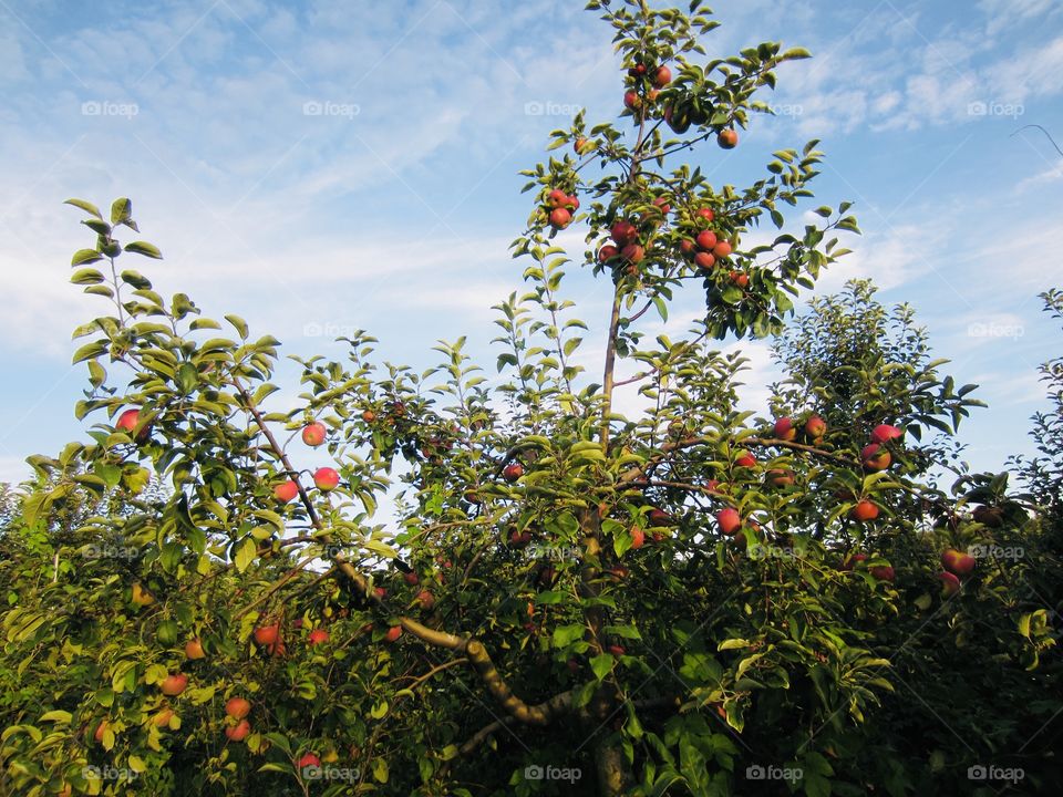 Apple Picking