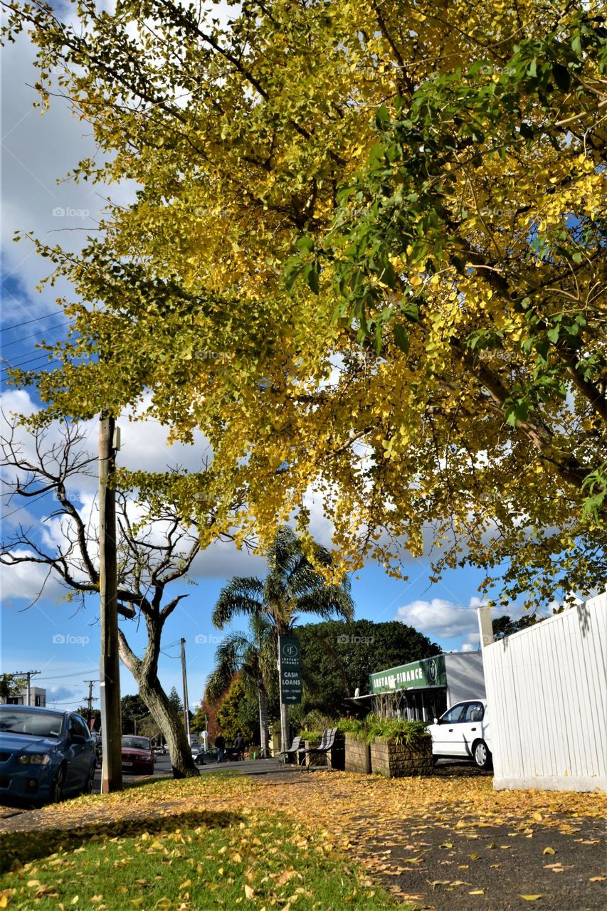 One pleasant morning during Fall