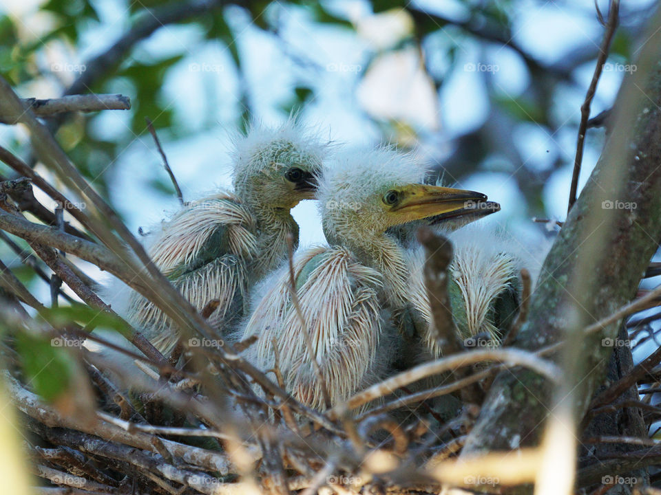 Baby Egrets in nest