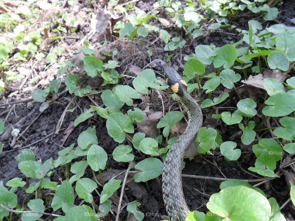 wąż w zaroślach -zaskroniec
