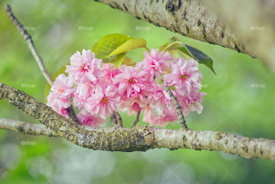 Beautiful pink blossom