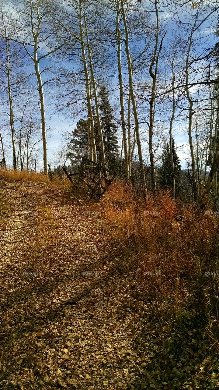 Golden road winds up the mountain