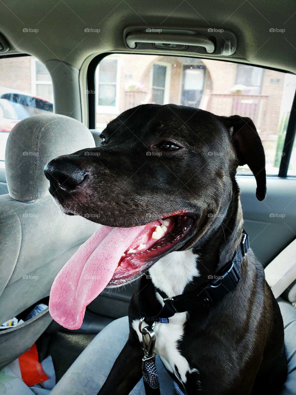 in joying life with man's best friend