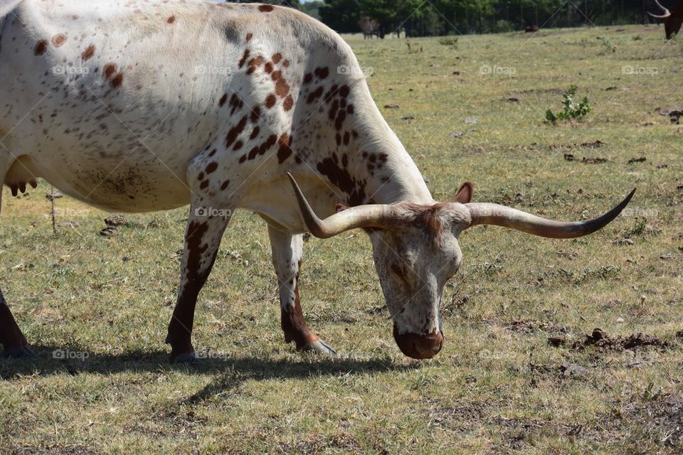 Longhorn