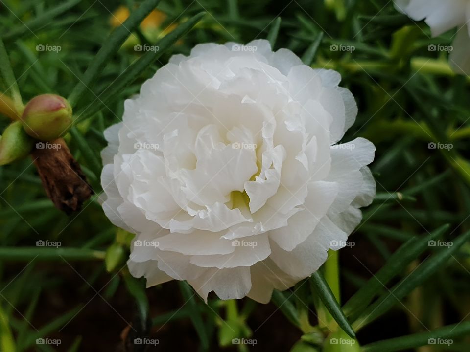 the portulaca grandiflora