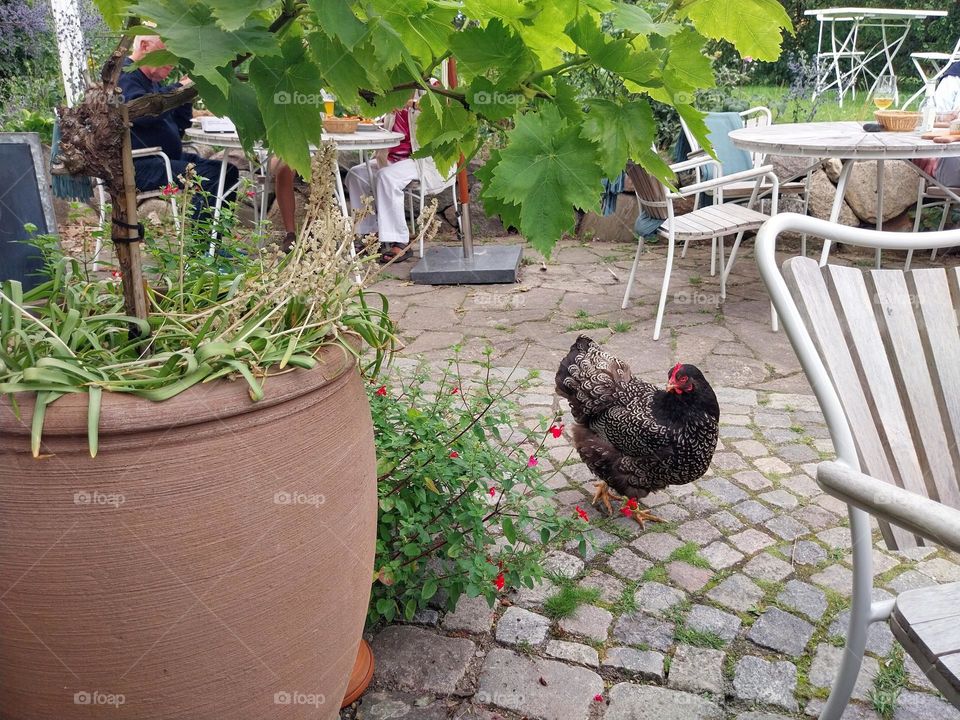 johannes larsens cafe