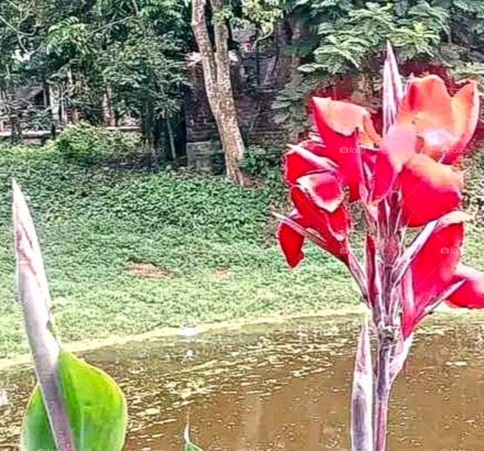 most beautiful and attractive flowers.