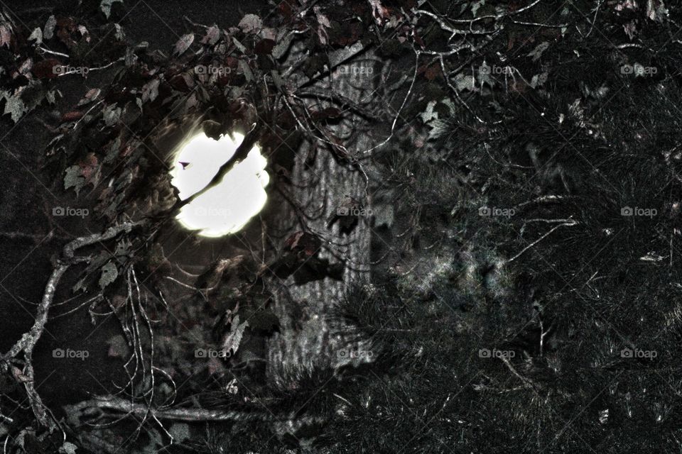 Moon through the trees