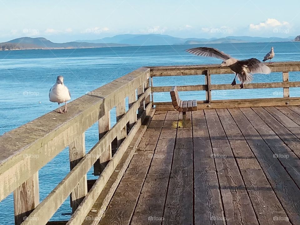 Seagulls Sidney Harbour Pier 