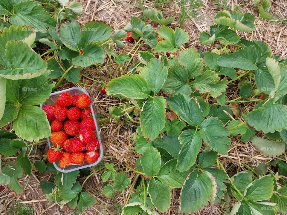 pick yourself strawberries
