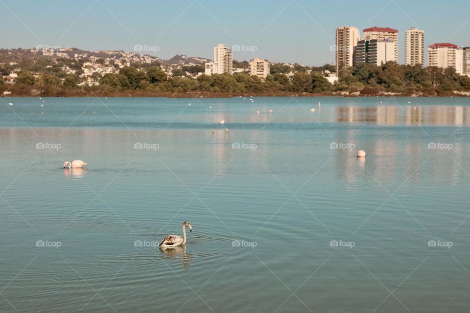 Flamingo in Calpe