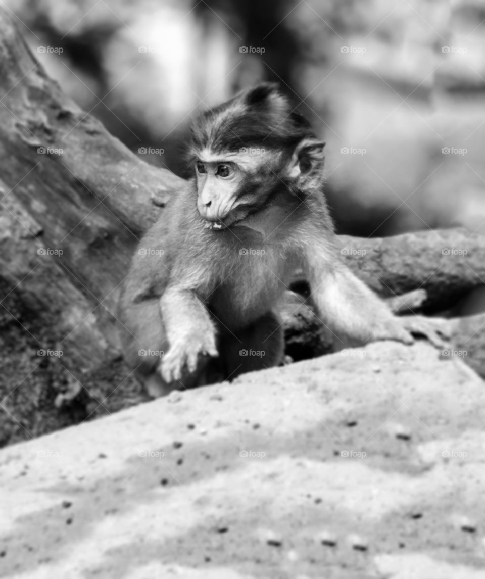 Balineese monkey 