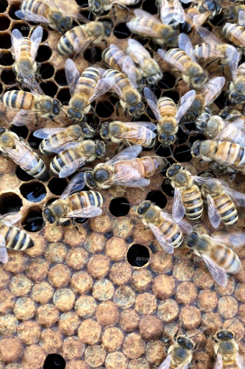 Beekeeping, grafting, queen rearing, queen, rearing, bees, honeybee, honeybees, brood, wax, comb, nectar, capped, eggs, larva, delicate, process, light, dark, frame, foundation, honey, queen, queen bee, nurse bees, foragers