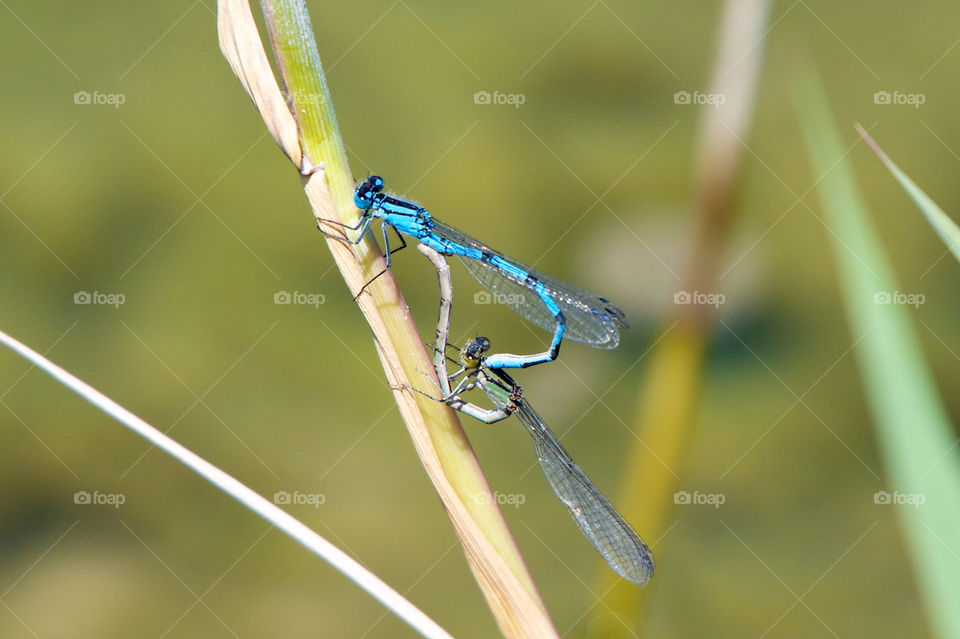 Dragonfly heart