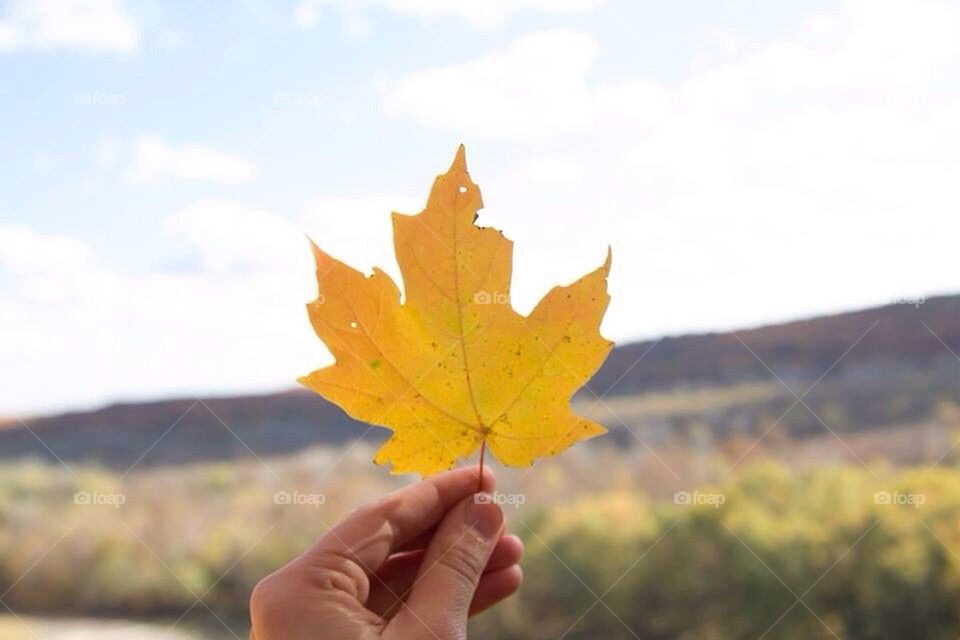 Yellow fall leaf 