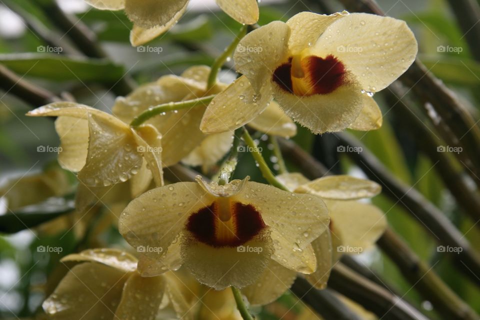 Flowers in Detail