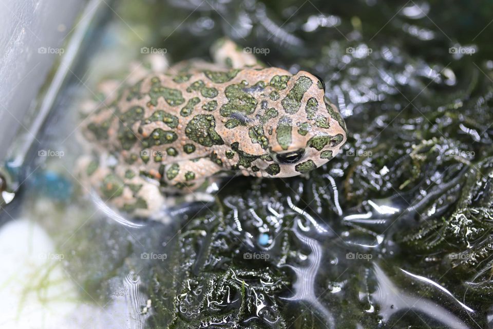 A green toad at the aquarium