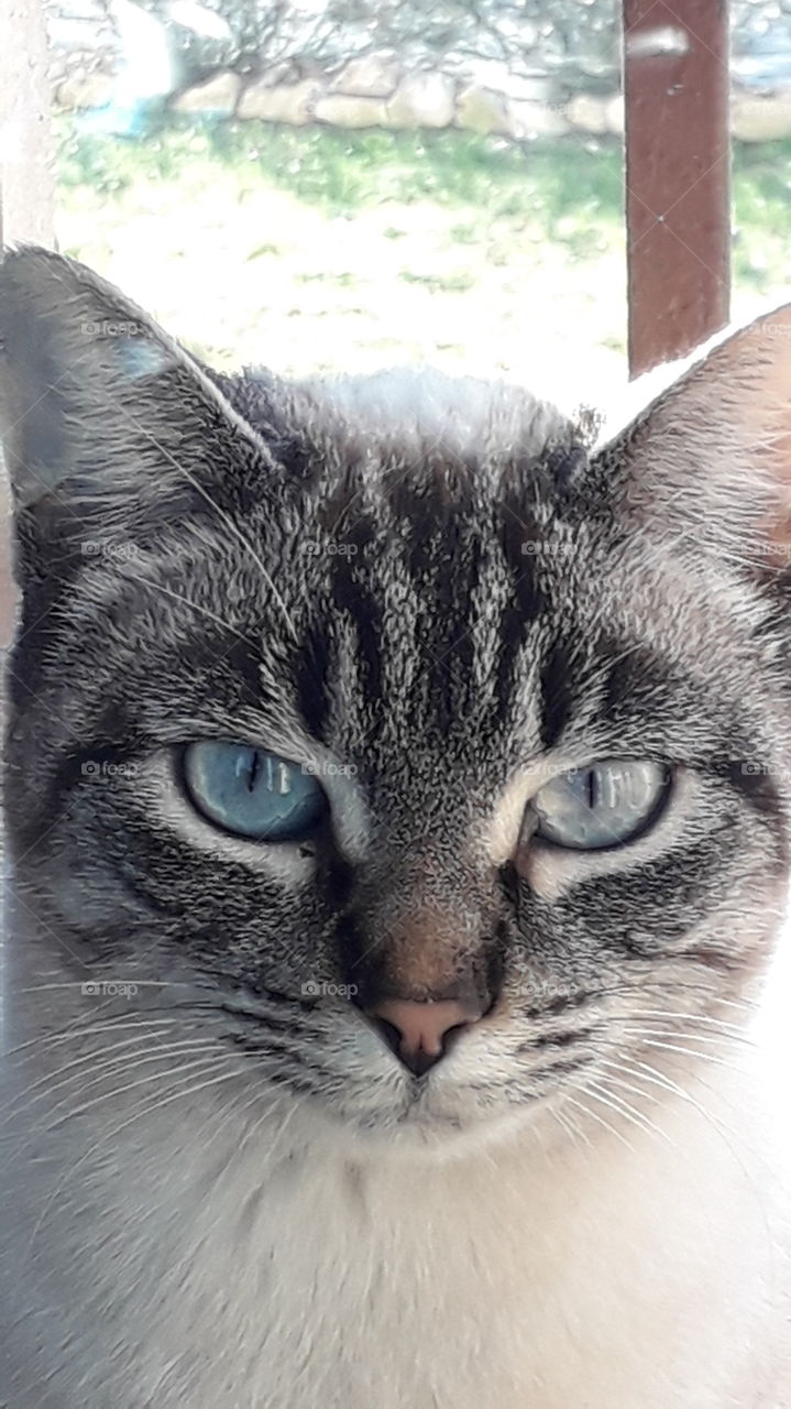 my cat Viola behind the window