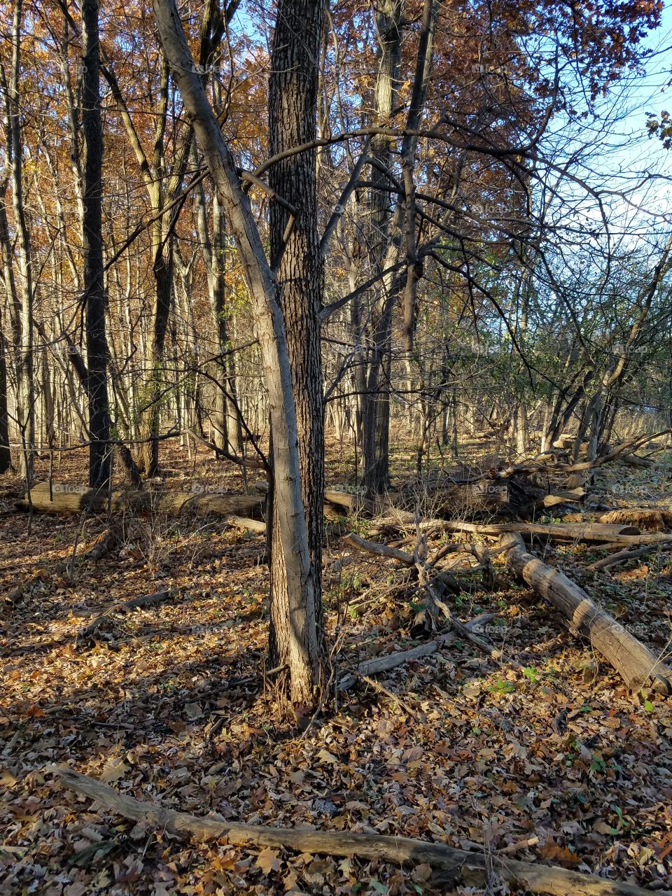 Tree, Wood, Fall, Nature, No Person