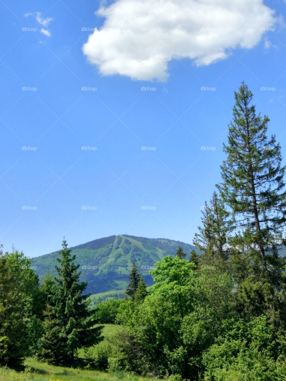 Carpathian mountains landscape