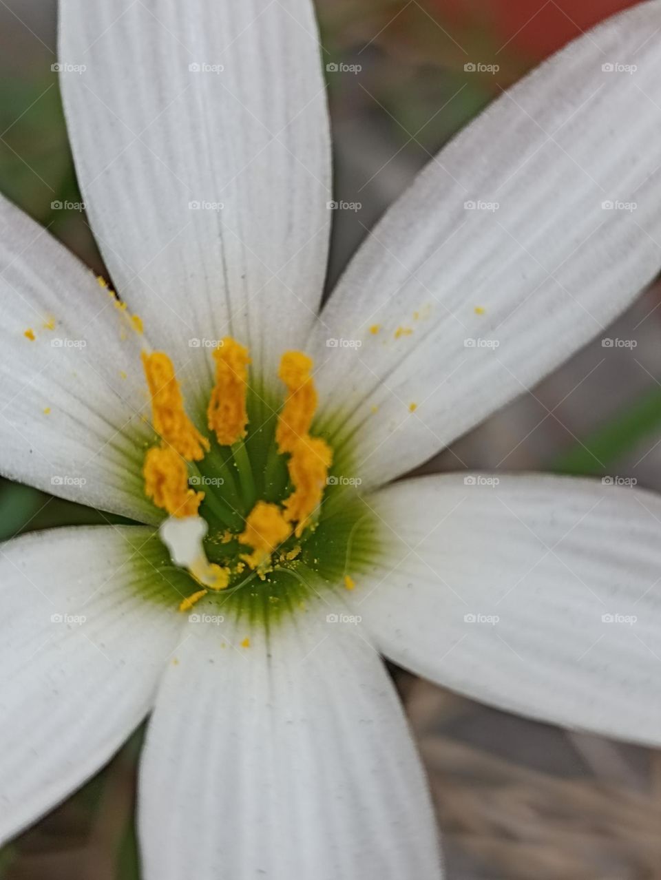pollination attracts butterfly