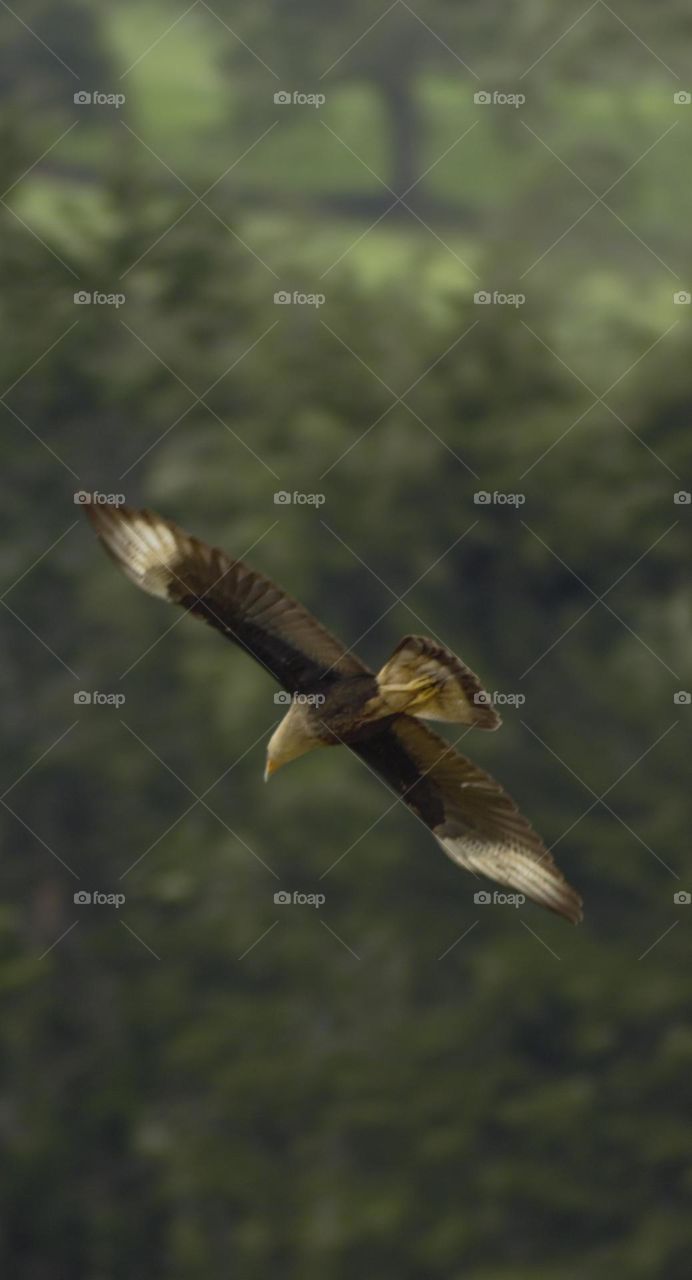 The majestic flight of a hawk part 1