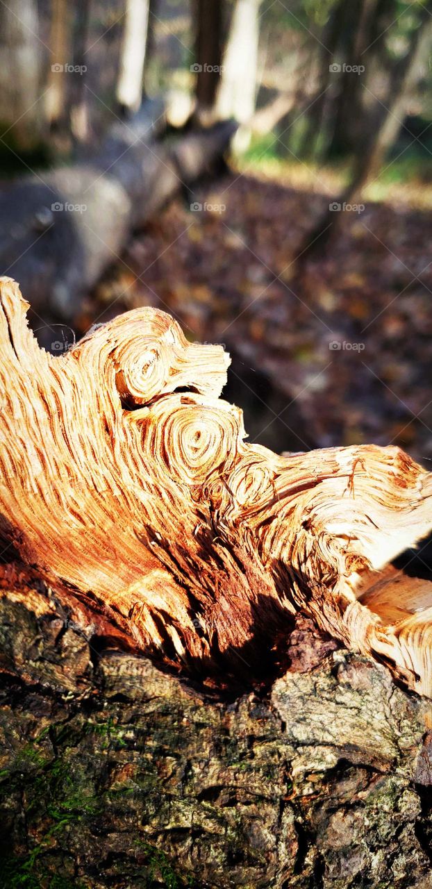 Would curling From an old fallen tree