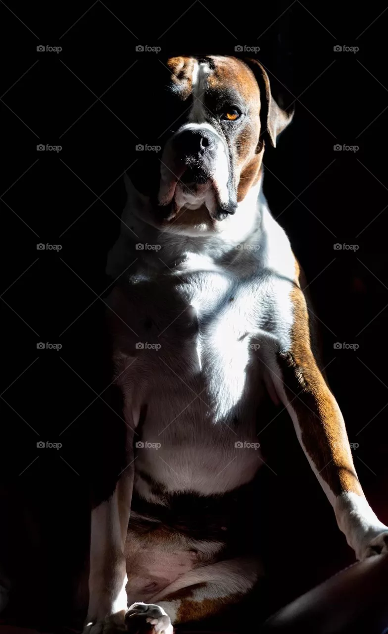 Boxer life 