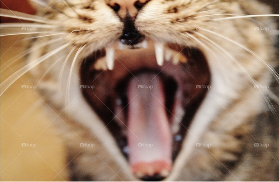 Cat yawning 