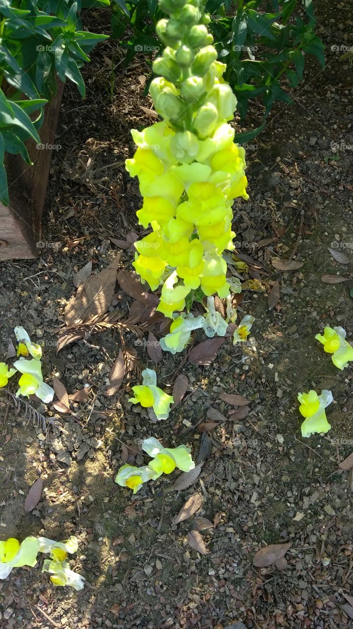 yellow and white spring flowers