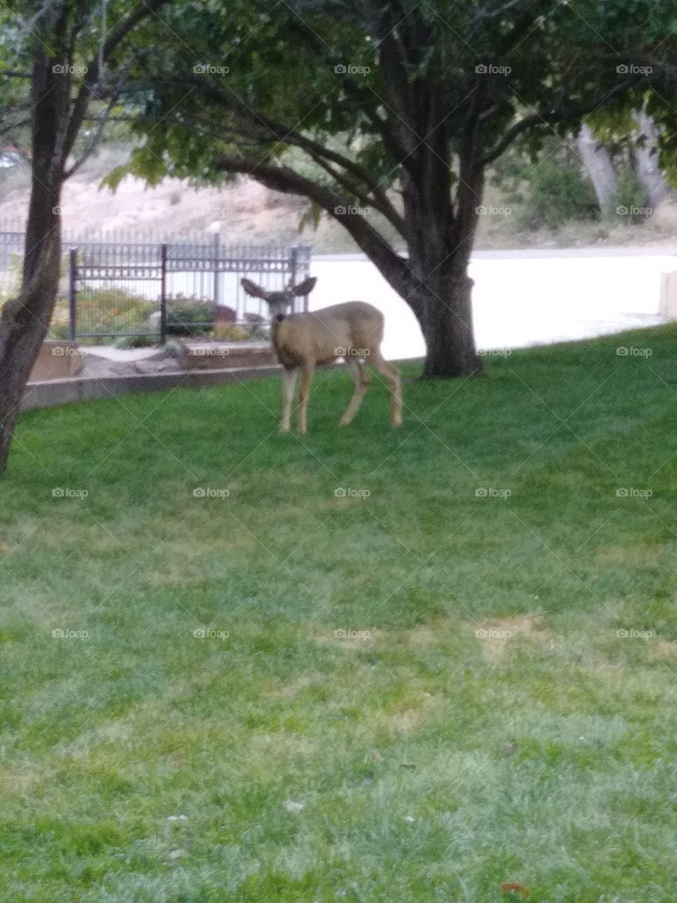 This is a picture of of lake Tanglewood where I am painting and this young buck came up to mow some grass