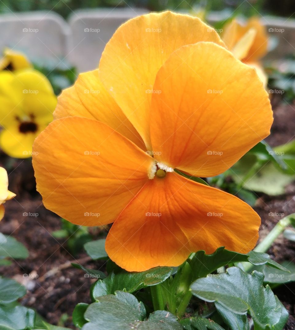 orange Blume blühen garten