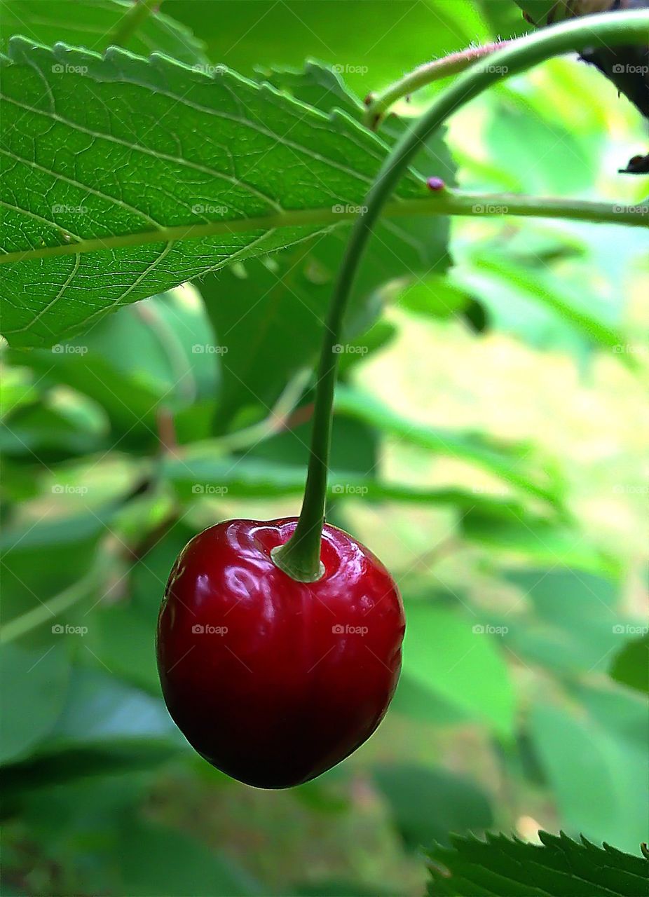 Черешенка...