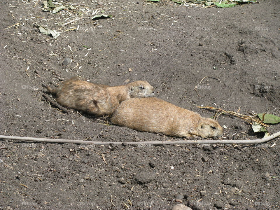 lazy Prarie dogs