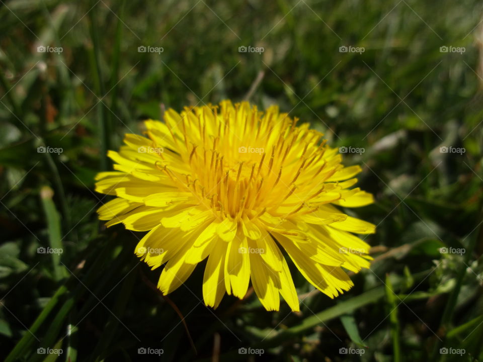 Close-up of yellow dandelion