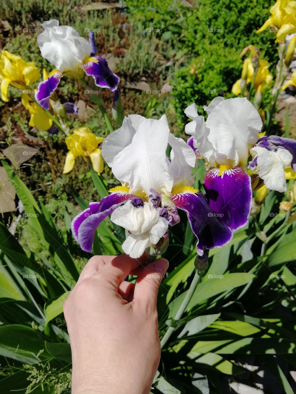 Flower in hand