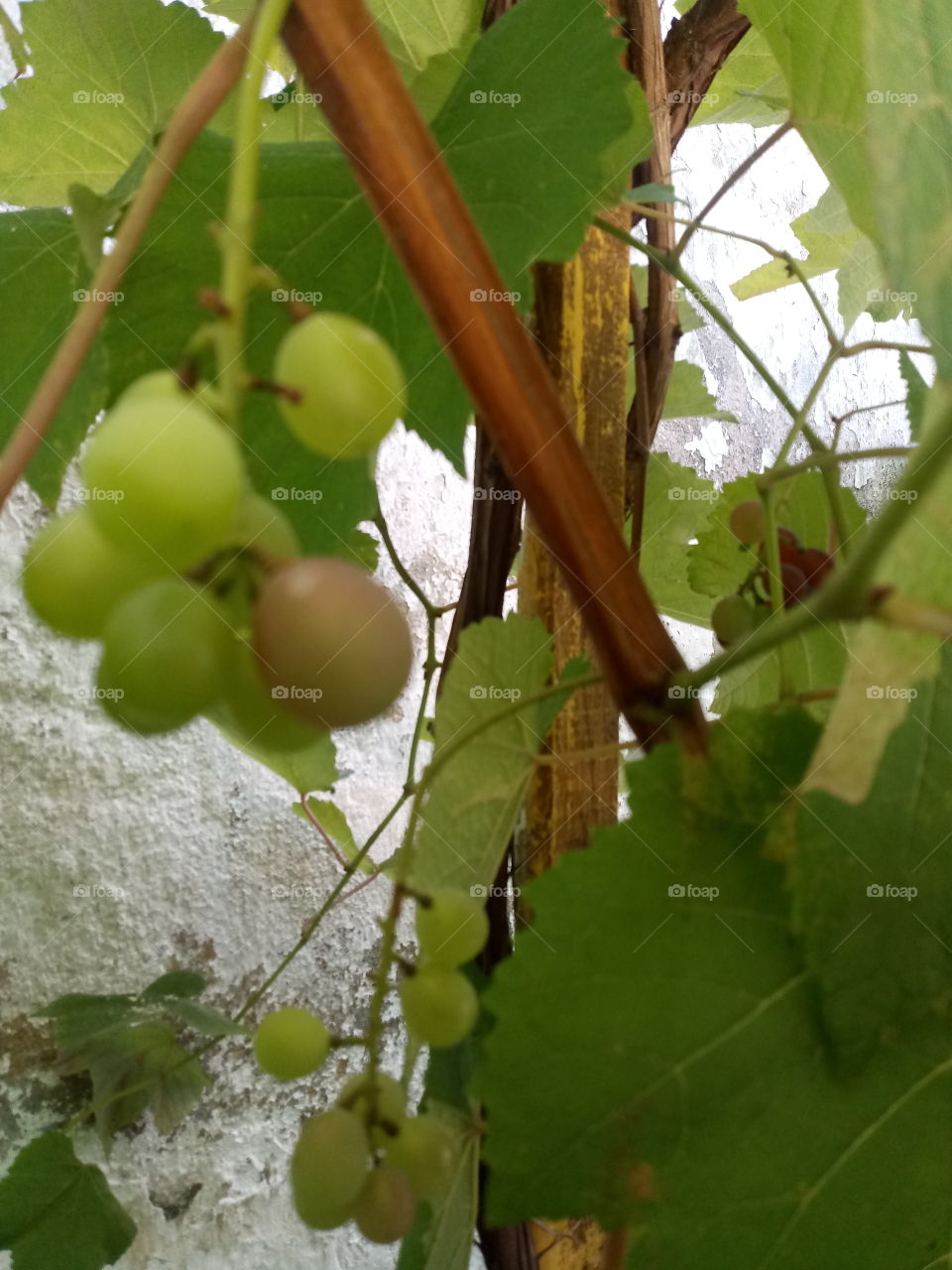 cacho de uvas