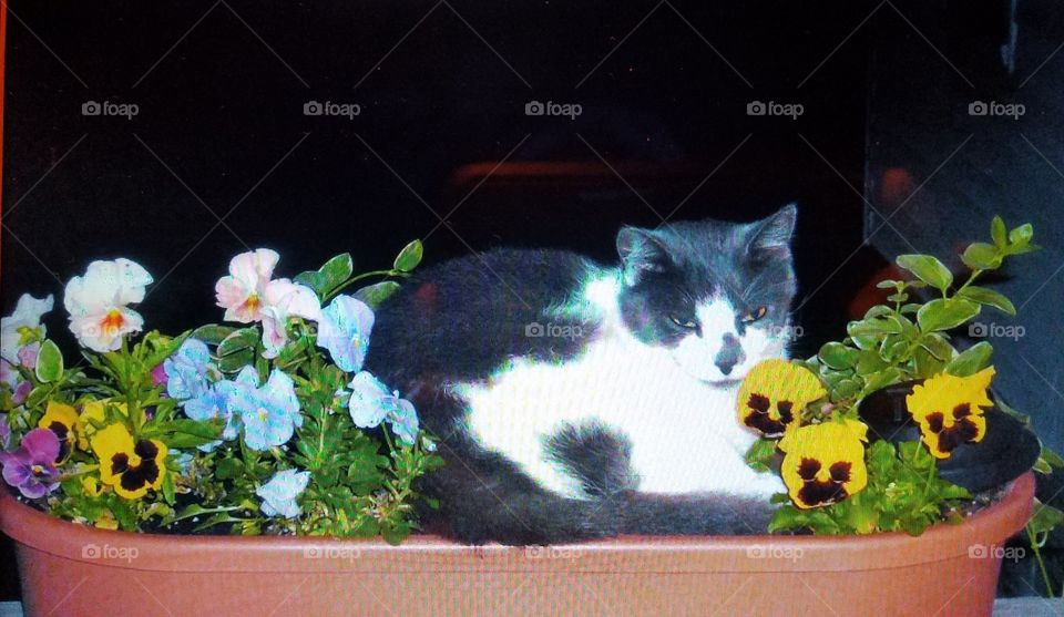 Cat in planter full of pansies.