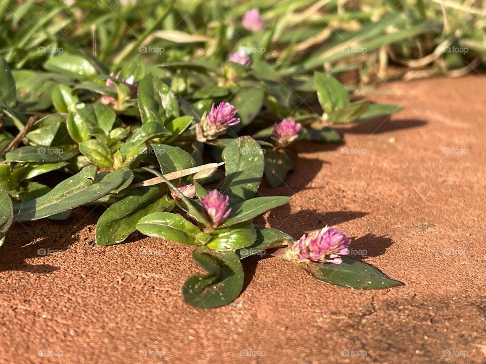 Small pink flowers between grass and the sidewalk…