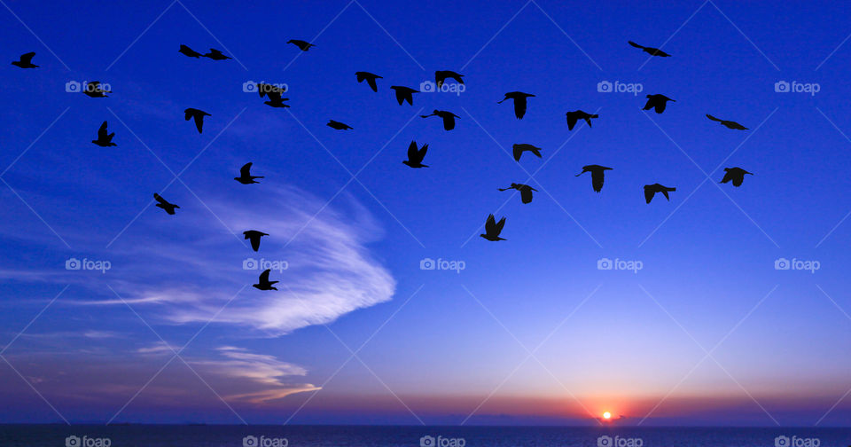 bird fly back to home on sunset time.