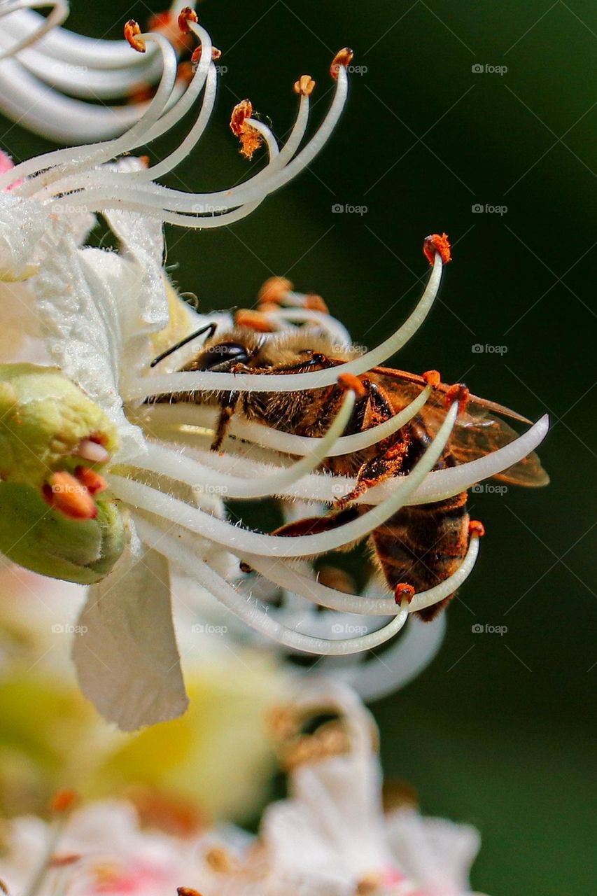 Bee at the chestnut flower