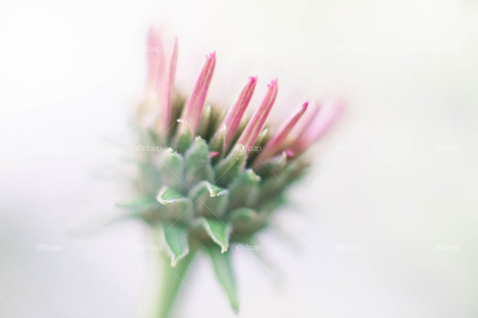 Blooming cone flower 